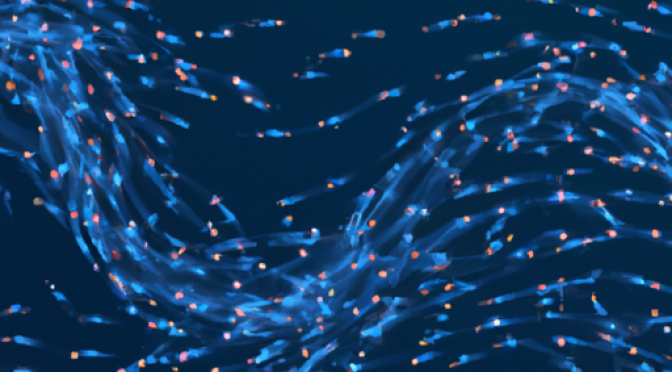 Migrating fish schools, ocean currents, AI prediction pathways, dynamic digital visualization.